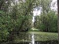 Swamp New Orlean